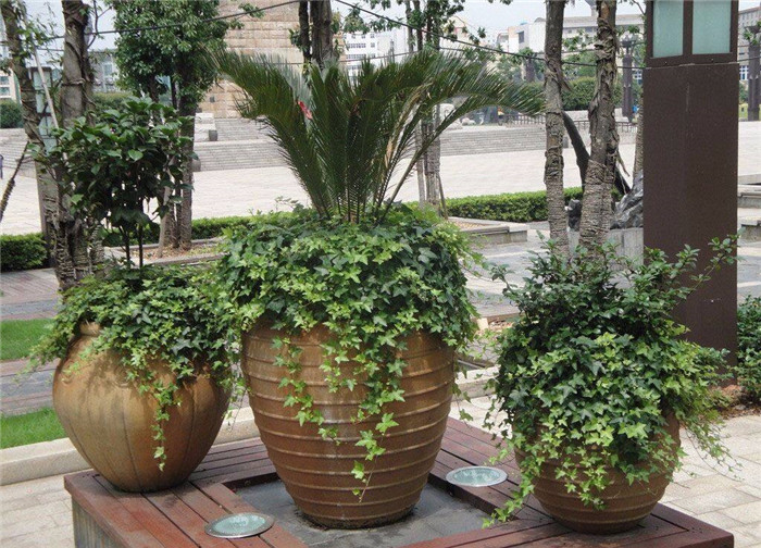 青木園藝 專業杭州植物出租服務，打造綠色辦公與生活空間