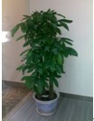專業(yè)綠化，無(wú)憂托管 解析廣州市壹展園林綠化的植物租賃與維護(hù)服務(wù)
