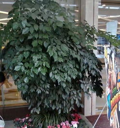 成都植物租售 為辦公空間打造一片綠色生態