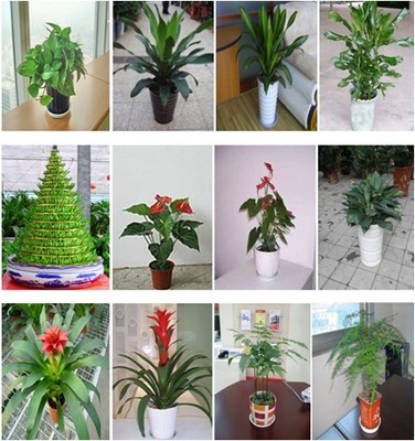 深圳綠植生態管家 盆景、盆栽、花卉租擺與全周期養護服務