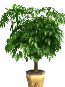 成都會場植物租賃,成都花卉租賃公司,成都植物租賃公司,成都會場植物租賃,成都花卉租賃公司,成都植物租賃公司生產廠家,成都會場植物租賃,成都花卉租賃公司,成都植物租賃公司價格